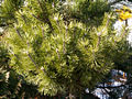 Pinus mugo var rotundata Renesance IMG_4596 Sosna kosodrzewina